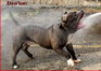 best dog pitbull